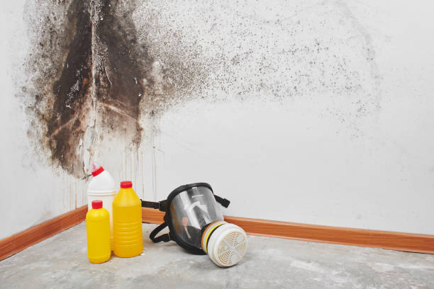 Best Mold Removal Near Me  in Wayland, MI