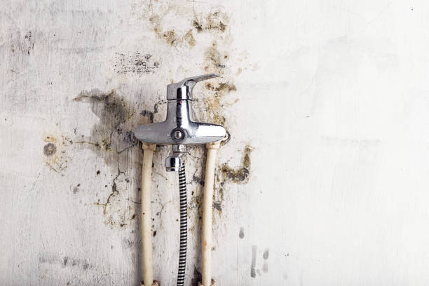 Best Water Damage Restoration  in Wayland, MI
