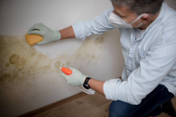Best Mold Inspection  in Wayland, MI
