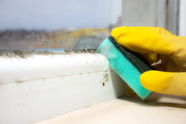 Best Mold Inspection  in Wayland, MI