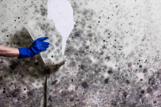 Best Mold Removal Near Me  in Wayland, MI