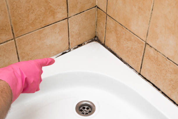 Best Emergency Mold Removal  in Wayland, MI