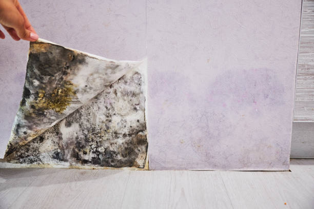 Best Mold Cleaning Services  in Wayland, MI